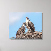 Juvenile Osprey in het nest Canvas Afdruk (Voorkant)