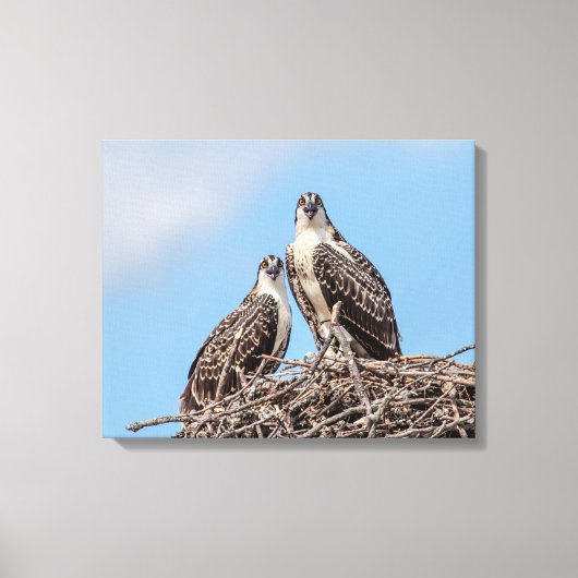 Juvenile Osprey in het nest Canvas Afdruk (Voorkant)