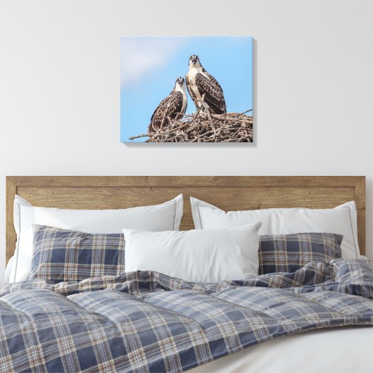 Juvenile Osprey in het nest Canvas Afdruk (Insitu (Slaapkamer))