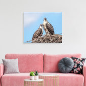 Juvenile Osprey in het nest Canvas Afdruk (Insitu (Woonkamer))