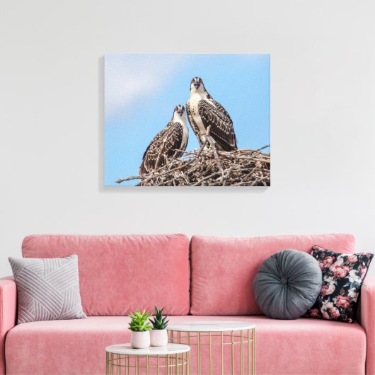 Juvenile Osprey in het nest Canvas Afdruk (Insitu (Woonkamer))