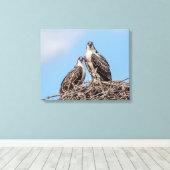 Juvenile Osprey in het nest Canvas Afdruk (Insitu (Houten vloer))