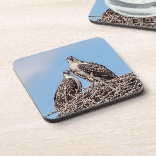 Juvenile Osprey in het nest Drankjes Onderzetter (Linkerzijde)