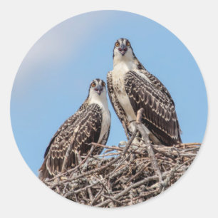Juvenile Osprey in het nest Ronde Sticker