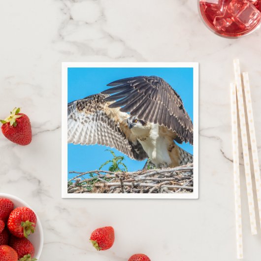 Juvenile Osprey in het nest Servetten (Insitu)