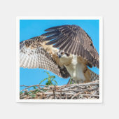 Juvenile Osprey in het nest Servetten (Voorkant)