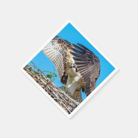 Juvenile Osprey in het nest Servetten (Hoek)