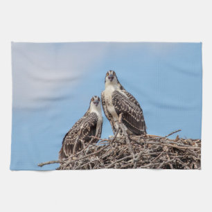 Juvenile Osprey in het nest Theedoek