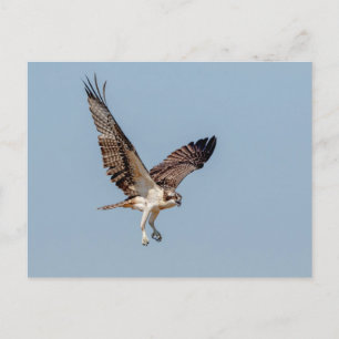 Juvenile Osprey tijdens de vlucht Briefkaart