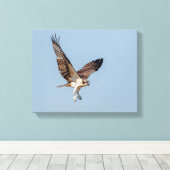 Juvenile Osprey tijdens de vlucht Canvas Afdruk (Insitu (Houten vloer))