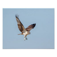 Juvenile Osprey tijdens de vlucht