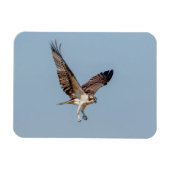 Juvenile Osprey tijdens de vlucht Magneet (Horizontaal)