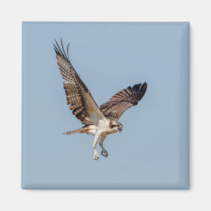 Juvenile Osprey tijdens de vlucht Magneet