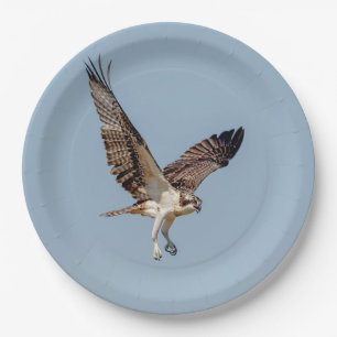 Juvenile Osprey tijdens de vlucht Papieren Bordje