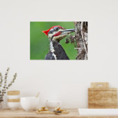 Juvenile pileated Woodpecker Feeding Poster (Keuken)