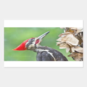Juvenile pileated Woodpecker Profile Gifts Apparel Rechthoekige Sticker