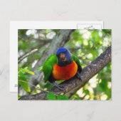 Juvenile Rainbow Loriket Briefkaart (Voorkant / Achterkant)