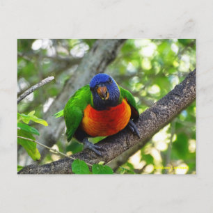 Juvenile Rainbow Loriket Briefkaart