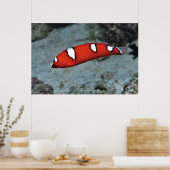Juvenile Red Coris Poster (Keuken)
