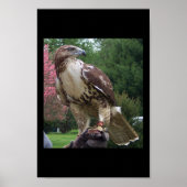 Juvenile Red Tail Hawk Poster (Voorkant)