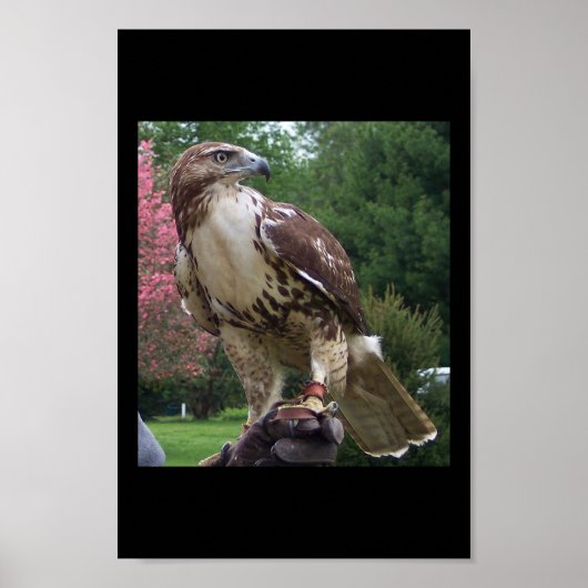 Juvenile Red Tail Hawk Poster (Voorkant)