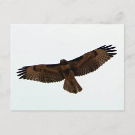 Juvenile Red-Tailed Hawk Briefkaart