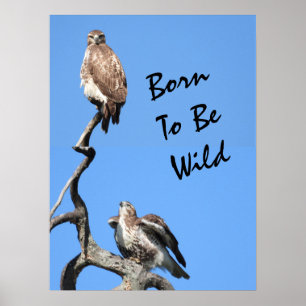 Juvenile Red Tailed Hawk composiet Poster