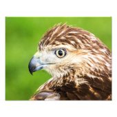 Juvenile Red Tailed Hawk Foto Afdruk (Voorkant)