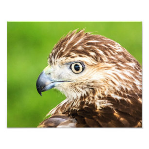 Juvenile Red Tailed Hawk Foto Afdruk