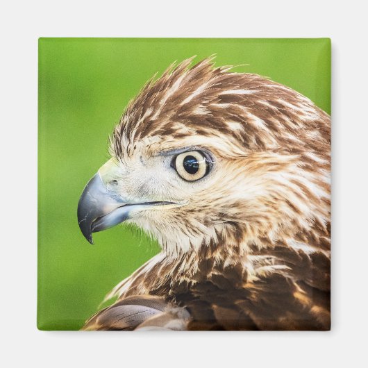 Juvenile Red Tailed Hawk Magneet (Voorkant)