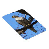 Juvenile Red Tailed Hawk Magnet Magneet (Rechterzijde)