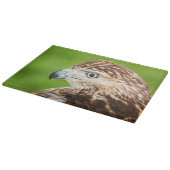 Juvenile Red Tailed Hawk Snijplank (Hoek)