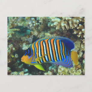 Juvenile Regal Angelfish Pygoplites Briefkaart