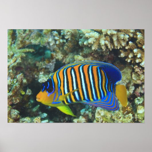 Juvenile Regal Angelfish Pygoplites Poster (Voorkant)
