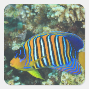 Juvenile Regal Angelfish Pygoplites Vierkante Sticker