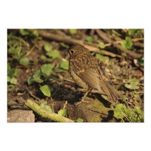 Juvenile Robin Foto Afdruk