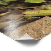 Juvenile Robin Foto Afdruk (Hoek)