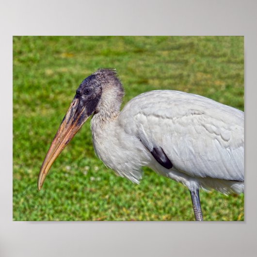 Juvenile Wood Stork Poster (Voorkant)