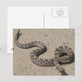 Juvenille Black RattleSnake Briefkaart (Voorkant / Achterkant)