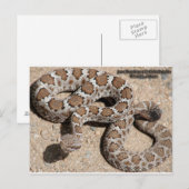 Juvenille Black RattleSnake Briefkaart (Voorkant / Achterkant)