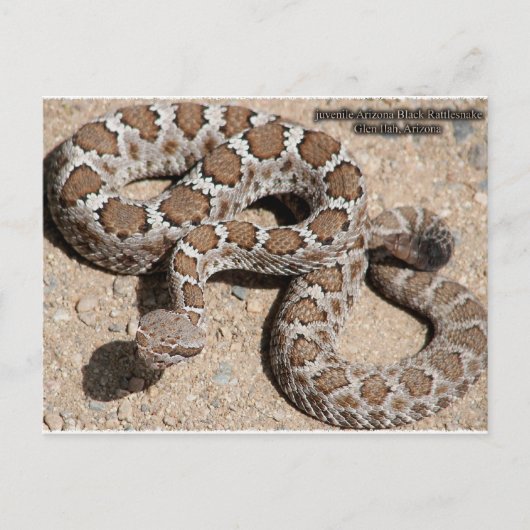 Juvenille Black RattleSnake Briefkaart (Voorkant)