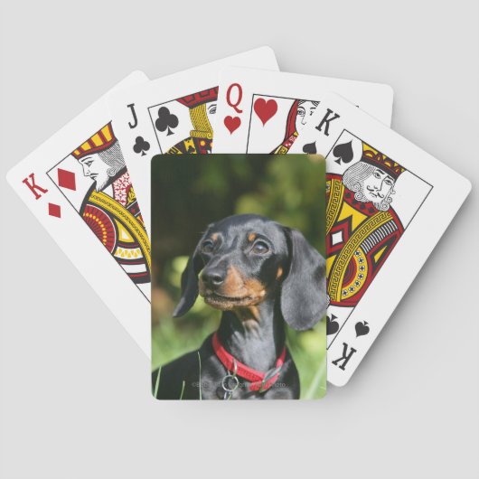 K gladharige Miniatuur Dachshund 3 Pokerkaarten (Achterkant)