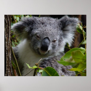 k voor koala poster