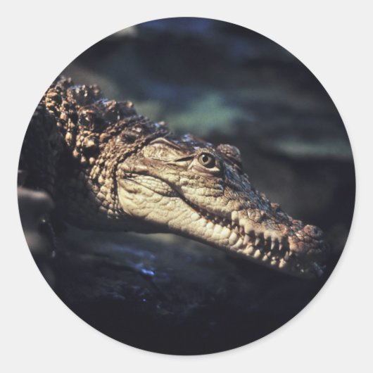Kaaiman krokodil sticker (Voorkant)