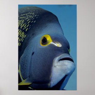 Kaaimaneilanden, Franse engelvis Pomacanthus Poster
