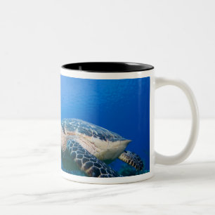 Kaaimaneilanden, Little Cayman-eiland, Onderwater Tweekleurige Koffiemok