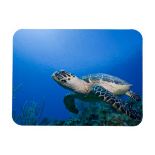 Kaaimaneilanden, Little Cayman Island, Onderwater Magneet
