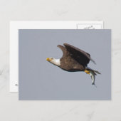 Kaal Eagle 9 Briefkaart (Voorkant / Achterkant)