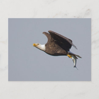 Kaal Eagle 9 Briefkaart