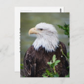 Kaal Eagle Briefkaart (Voorkant / Achterkant)
